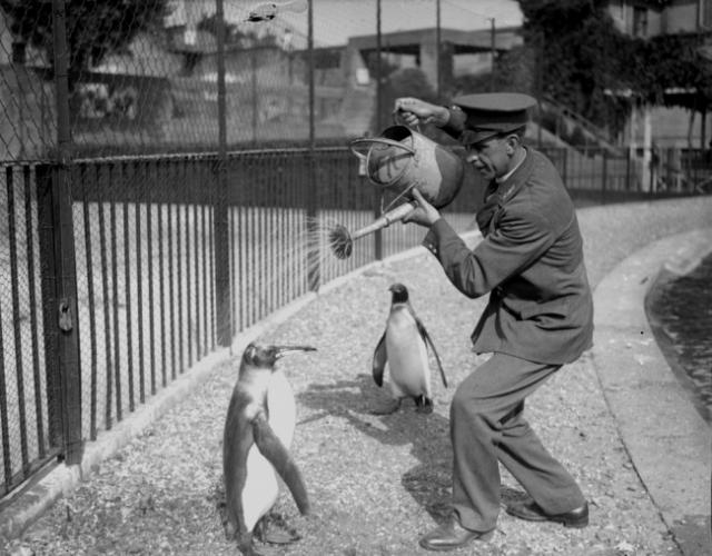 动物园管理员用喷水壶为企鹅淋浴，1930年