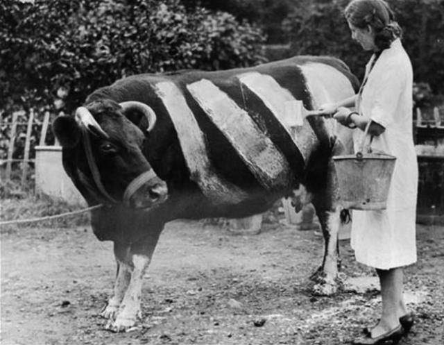 第二次世界大战期间英国农夫为保护牛不被车辆撞死而在牛身上涂上颜色，1939年